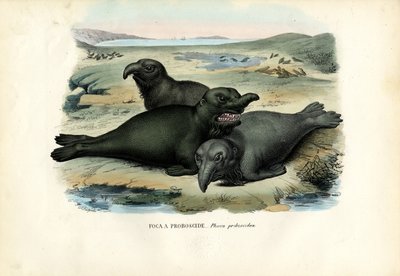 Southern Elephant Seal by Raimundo Petraroja